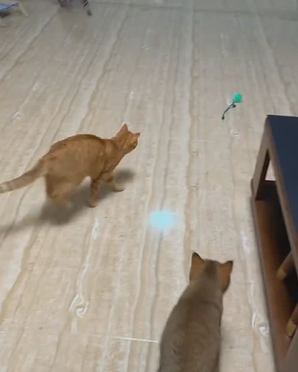 Lazer ışığıyla oynayan iki kedi