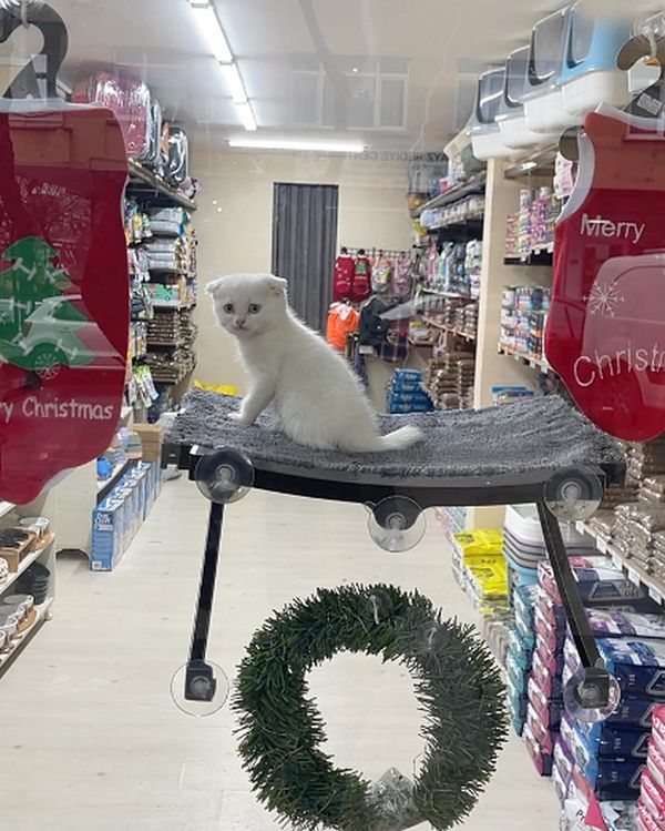 Mağaza koridorunda beyaz bir kedi